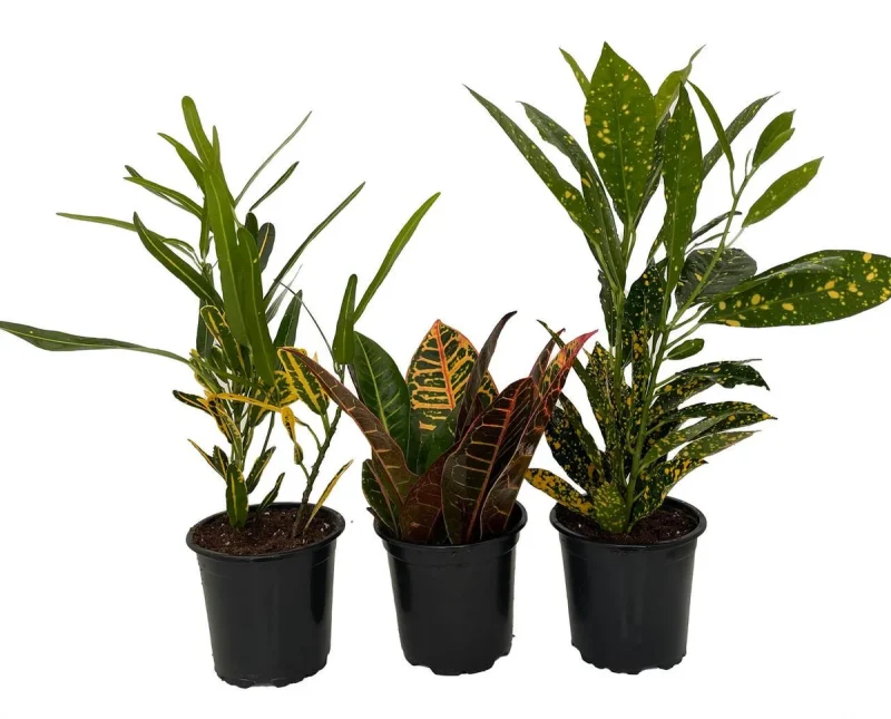 Croton Assorted Croton Plant Assortment - 3 Live Plants in 4-inch Pots