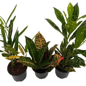 Croton Plant Assortment - 3 Live Indoor Plants in 4-inch Pots - Image 1