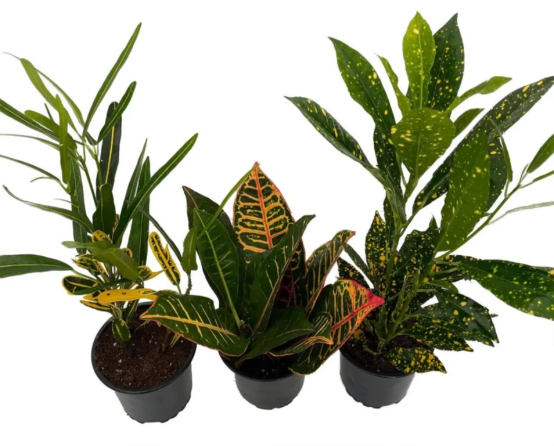 Croton Assorted Croton Plant Assortment - 3 Live Plants in 4-inch Pots