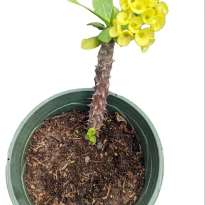 Crown of Thorns Live Plant - Euphorbia milii Succulent - Easy Care Indoor/Outdoor - Image 10