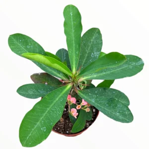 Crown of Thorns Live Plant - Euphorbia milii Succulent - Easy Care Indoor/Outdoor - Image 3