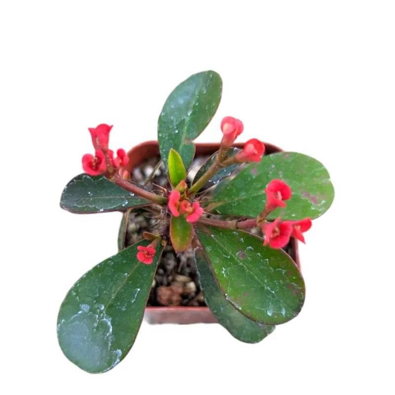 Crown of Thorns Plant - Euphorbia milii Live Succulent