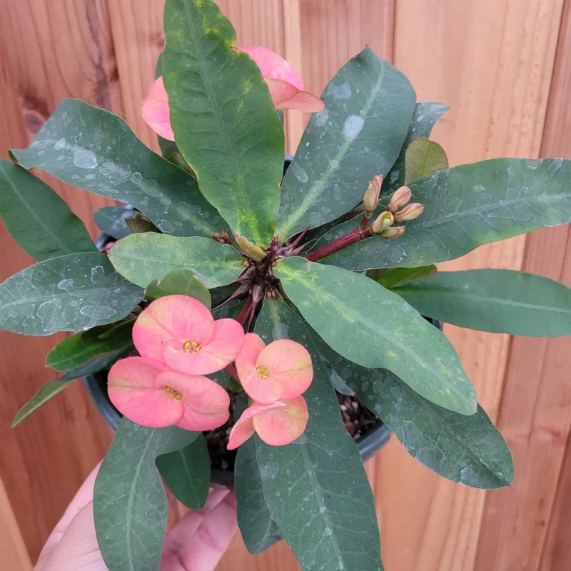 Crown of Thorns Plant - Euphorbia milii Live Succulent