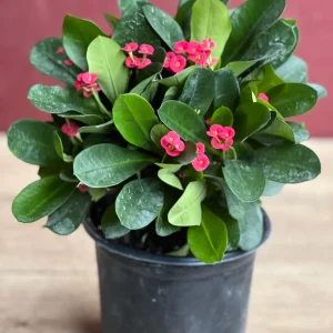 Crown of Thorns Live Plant – Red Euphorbia milii – 6 inch Pot – Indoor/Outdoor - Image 3