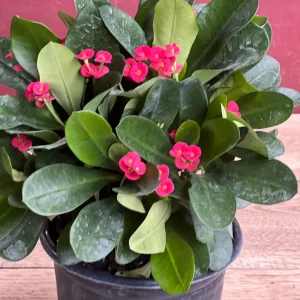 Crown of Thorns Live Plant – Red Euphorbia milii – 6 inch Pot – Indoor/Outdoor - Image 7