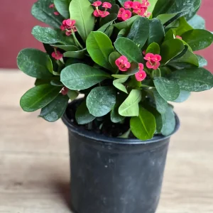 Crown of Thorns Live Plant – Red Euphorbia milii – 6 inch Pot – Indoor/Outdoor - Image 8