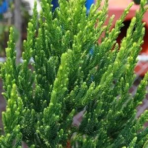 Cryptomeria Japonica Black Dragon Live Plant – 6-12