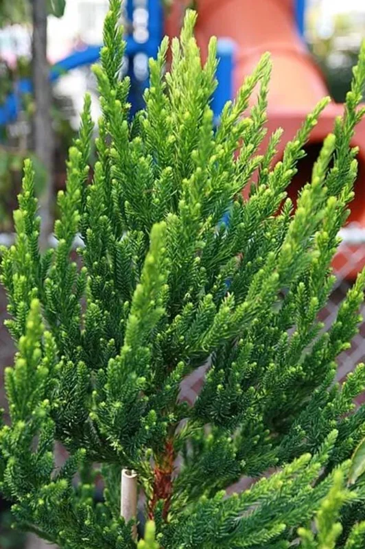 Cryptomeria Japonica Black Dragon Live Plant – 6-12" Tall – Quart Pot – Outdoor Evergreen Conifer - Image 10