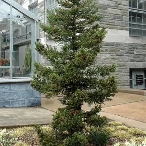 Cryptomeria Japonica Black Dragon Live Plant – 6-12" Tall – Quart Pot – Outdoor Evergreen Conifer - Image 2