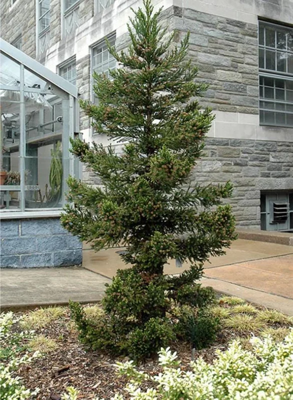 Cryptomeria Japonica Black Dragon Live Plant – 6-12" Tall – Quart Pot – Outdoor Evergreen Conifer - Image 2