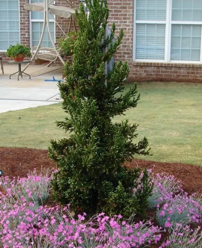 Cryptomeria Japonica Black Dragon Live Plant – 6-12" Tall – Quart Pot – Outdoor Evergreen Conifer - Image 3