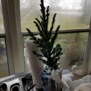 Cryptomeria Japonica Black Dragon Live Plant – 6-12