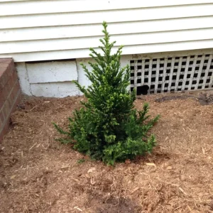 Cryptomeria Japonica Black Dragon Live Plant – 6-12