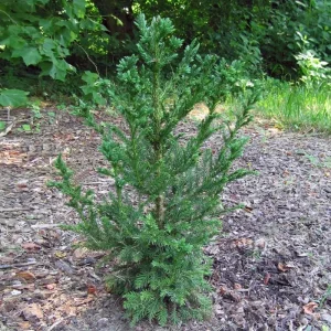 Cryptomeria Japonica Black Dragon Live Plant – 6-12
