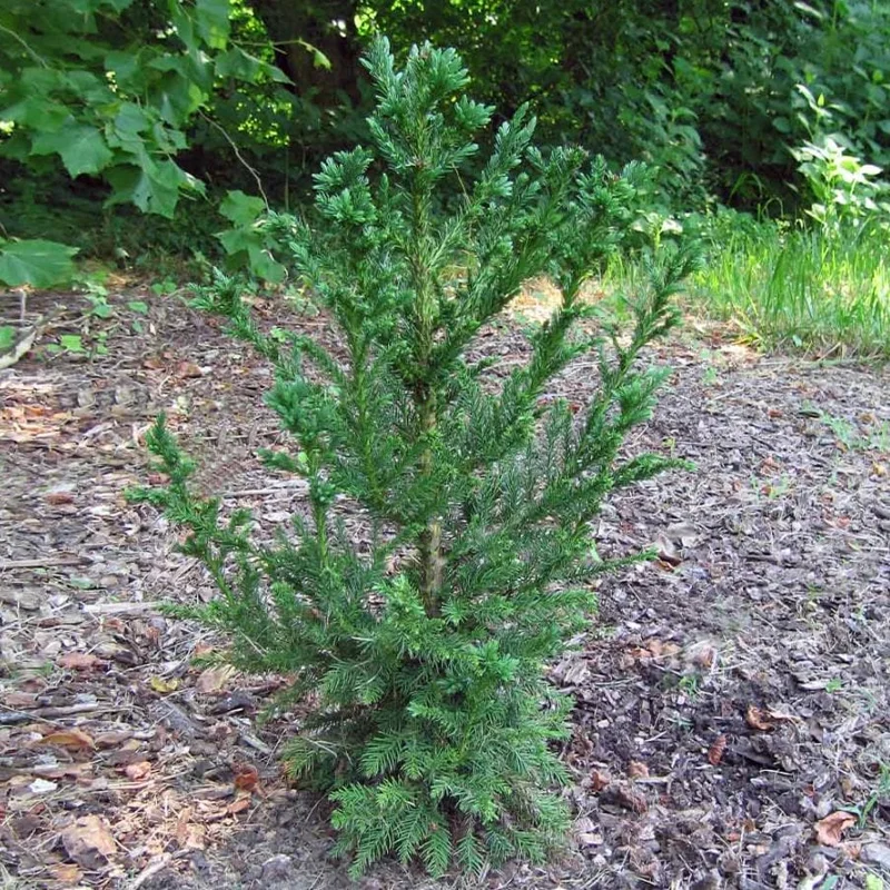 Cryptomeria Japonica Black Dragon Live Plant – 6-12" Tall – Quart Pot – Outdoor Evergreen Conifer - Image 7