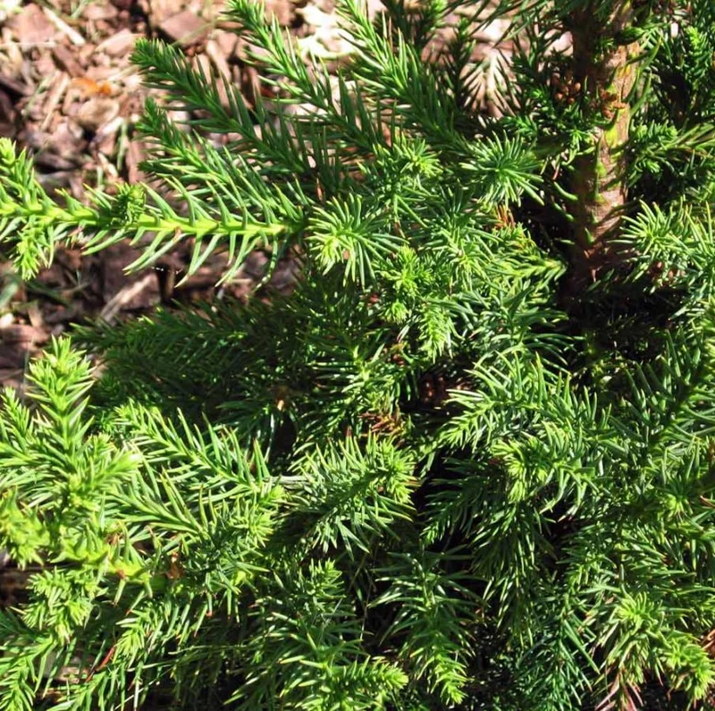 Cryptomeria Japonica Black Dragon Live Plant – 6-12" Tall – Quart Pot – Outdoor Evergreen Conifer - Image 8