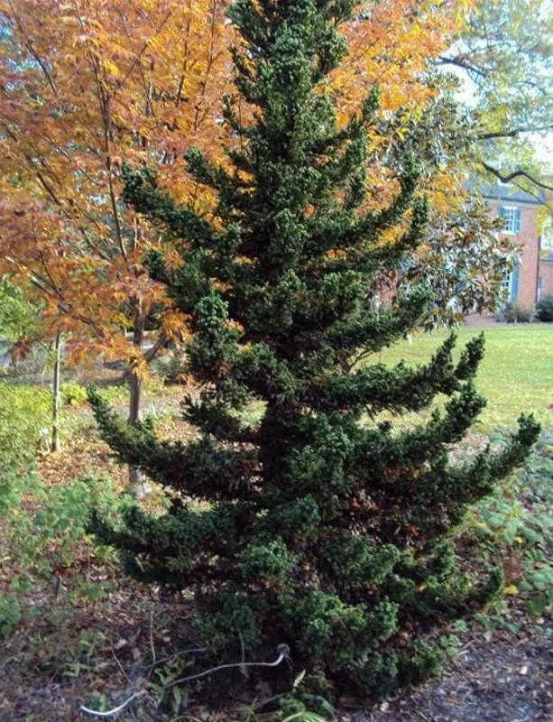 Cryptomeria Japonica Black Dragon Live Plant – 6-12" Tall – Quart Pot – Outdoor Evergreen Conifer - Image 1