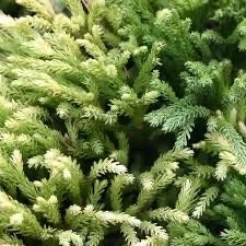 Cryptomeria Japonica Live Plant – Japanese Cedar Tree – Quart Pot – Outdoor - Image 2