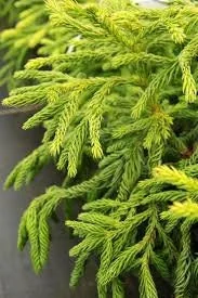 Cryptomeria Japonica Live Plant – Japanese Cedar Tree – Quart Pot – Outdoor - Image 1