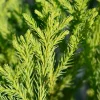 Cryptomeria Yoshino Japanese Cedar Live Plant - 4 inch Pot, 6-12 inches Tall - Image 1