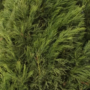Cryptomeria Yoshino Japanese Cedar Live Plant – 6-10