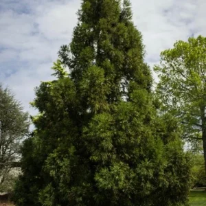 Cryptomeria Yoshino Japanese Cedar Live Plant – 6-10