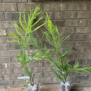 Cryptomeria Yoshino Japanese Cedar Live Plant – 6-10