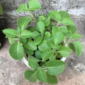 Cuban Oregano Live Plant – 4 Inch Pot – Edible Herb – Easy Care Houseplant - Image 1