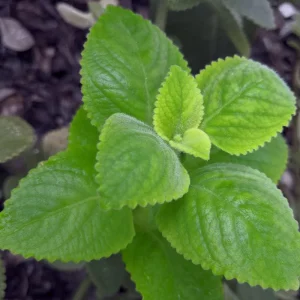 Cuban Oregano Live Plant – 4 Inch Pot – Edible Herb – Easy Care Houseplant - Image 5
