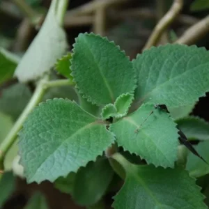 Cuban Oregano Live Plant - Plectranthus amboinicus Edible Herb, 4-6