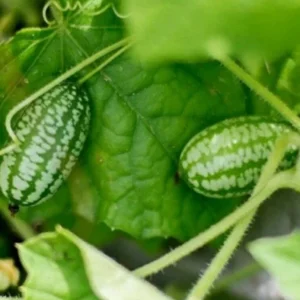 Cucamelon Mouse Melon Seeds - Organic Mini Melons, 25 Seeds, Easy Grow - Image 7