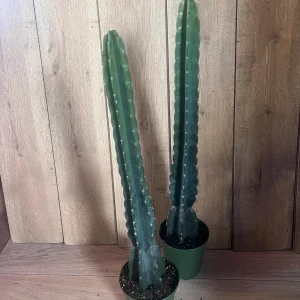 Cuddly Cactus Live Plant - Cereus Jamacaru - Spineless Columnar Cactus - Half Gallon Pot - Indoor/Outdoor - Image 2