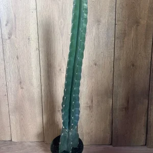Cuddly Cactus Live Plant - Cereus Jamacaru - Spineless Columnar Cactus - Half Gallon Pot - Indoor/Outdoor - Image 3