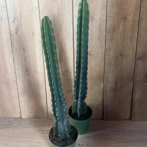 Cuddly Cactus Live Plant - Cereus Jamacaru - Spineless Columnar Cactus - Half Gallon Pot - Indoor/Outdoor - Image 4