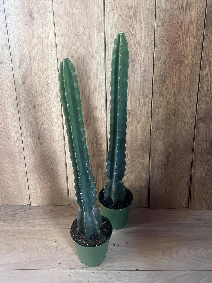 Cuddly Cactus Live Plant - Cereus Jamacaru - Spineless Columnar Cactus - Half Gallon Pot - Indoor/Outdoor - Image 4