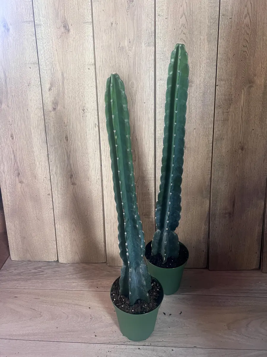 Cuddly Cactus Live Plant - Cereus Jamacaru - Spineless Columnar Cactus - Half Gallon Pot - Indoor/Outdoor - Image 5