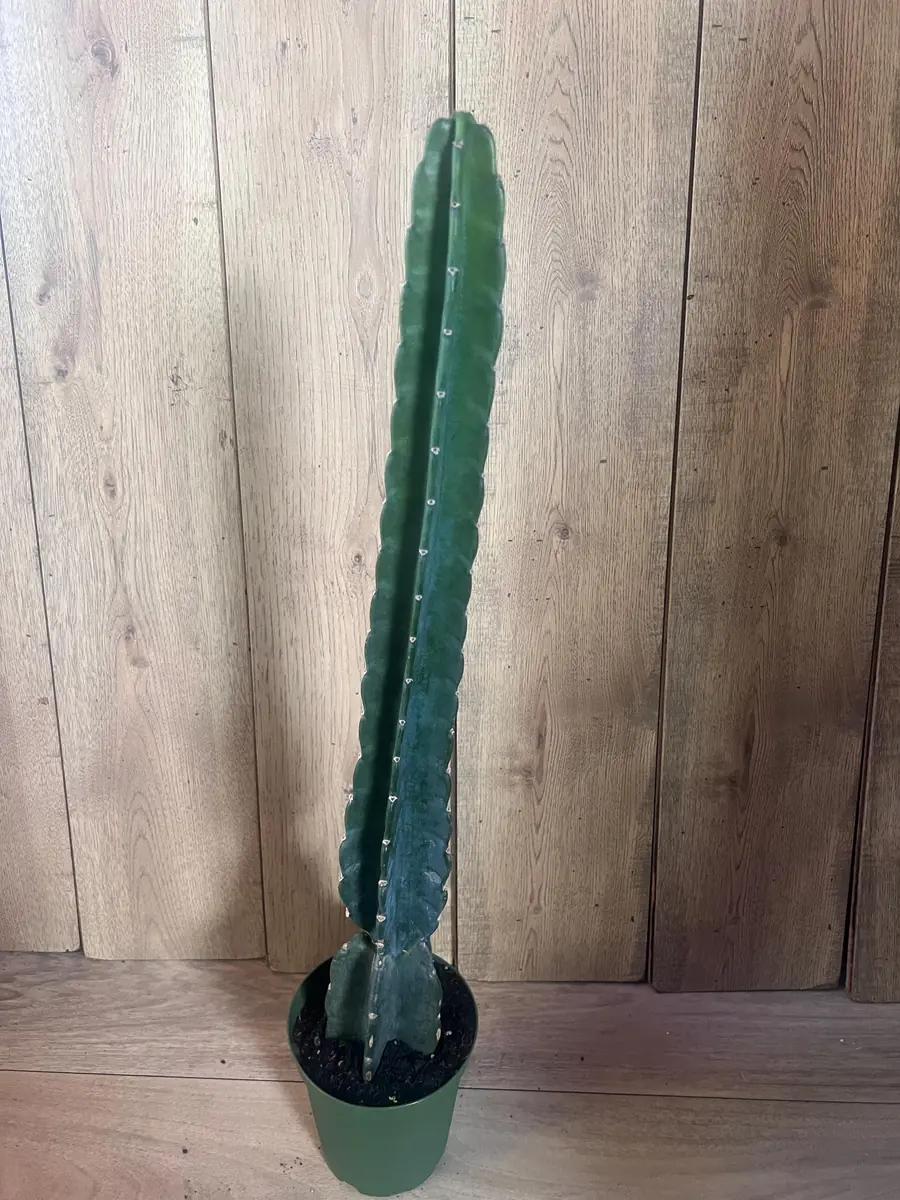 Cuddly Cactus Live Plant - Cereus Jamacaru - Spineless Columnar Cactus - Half Gallon Pot - Indoor/Outdoor - Image 6