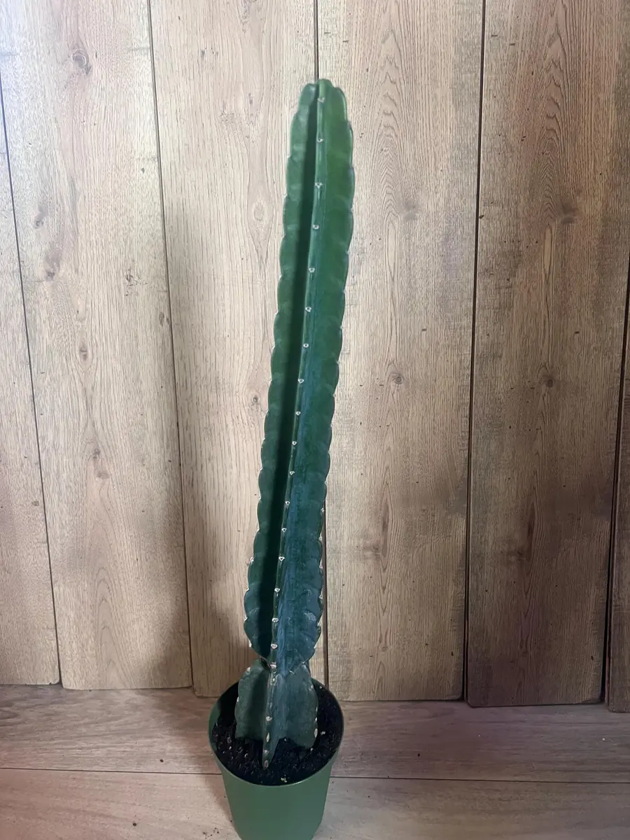 Cuddly Cactus Live Plant - Cereus Jamacaru - Spineless Columnar Cactus - Half Gallon Pot - Indoor/Outdoor - Image 7
