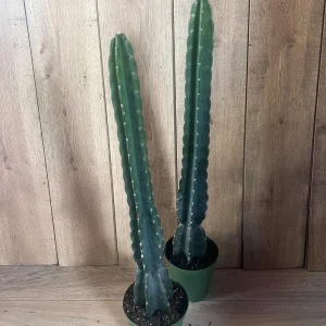 Cuddly Cactus Live Plant - Cereus Jamacaru - Spineless Columnar Cactus - Half Gallon Pot - Indoor/Outdoor - Image 8