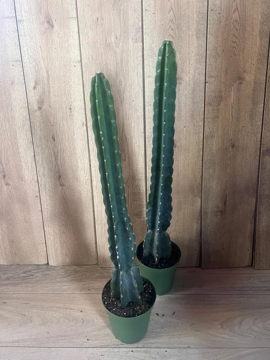 Cuddly Cactus Live Plant - Cereus Jamacaru - Spineless Columnar Cactus - Half Gallon Pot - Indoor/Outdoor - Image 8