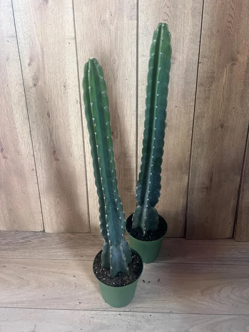Cuddly Cactus (Cereus Jamacaru) - Spineless Indoor/Outdoor Plant