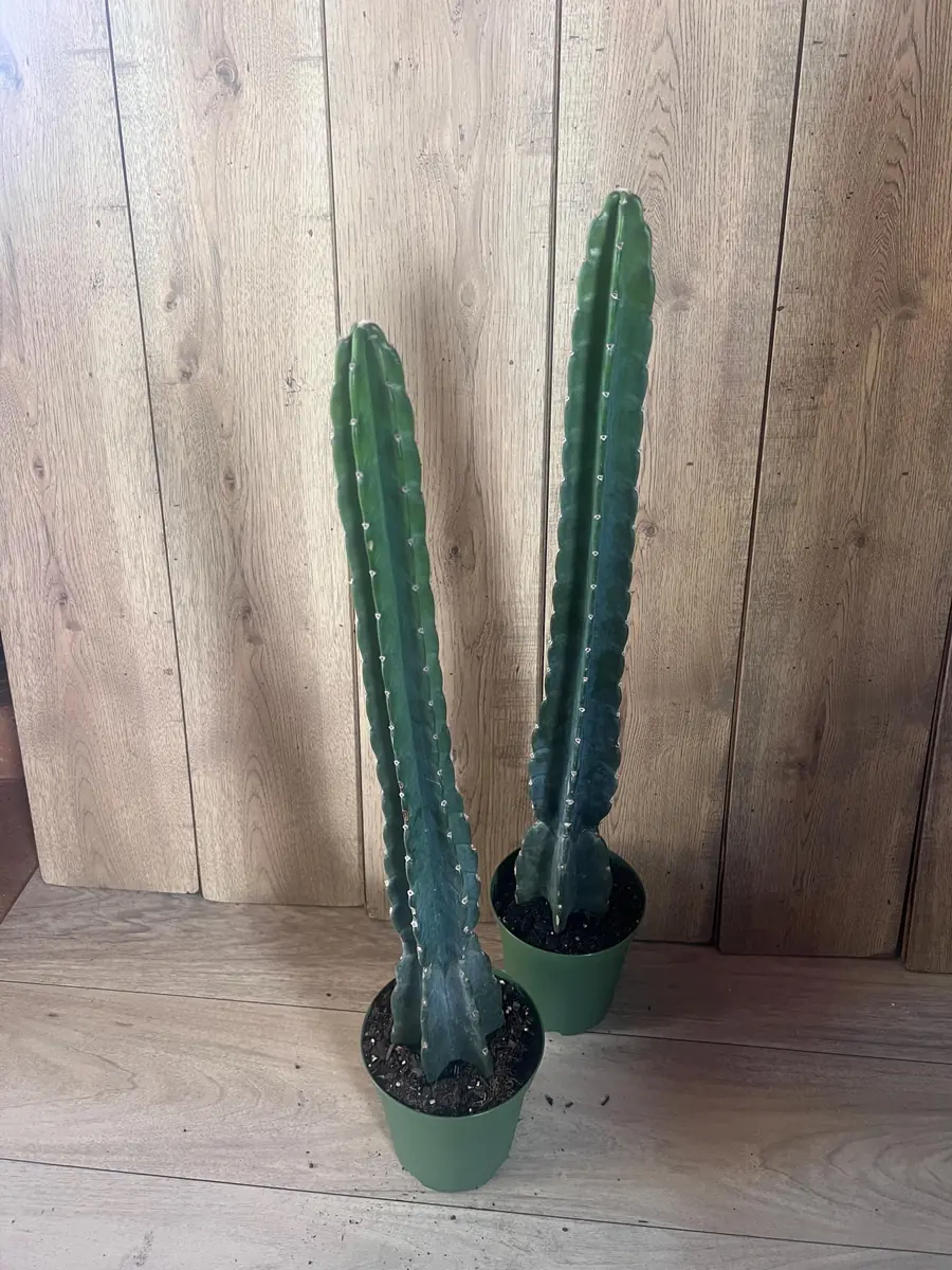 Cuddly Cactus Live Plant - Cereus Jamacaru - Spineless Columnar Cactus - Half Gallon Pot - Indoor/Outdoor - Image 9