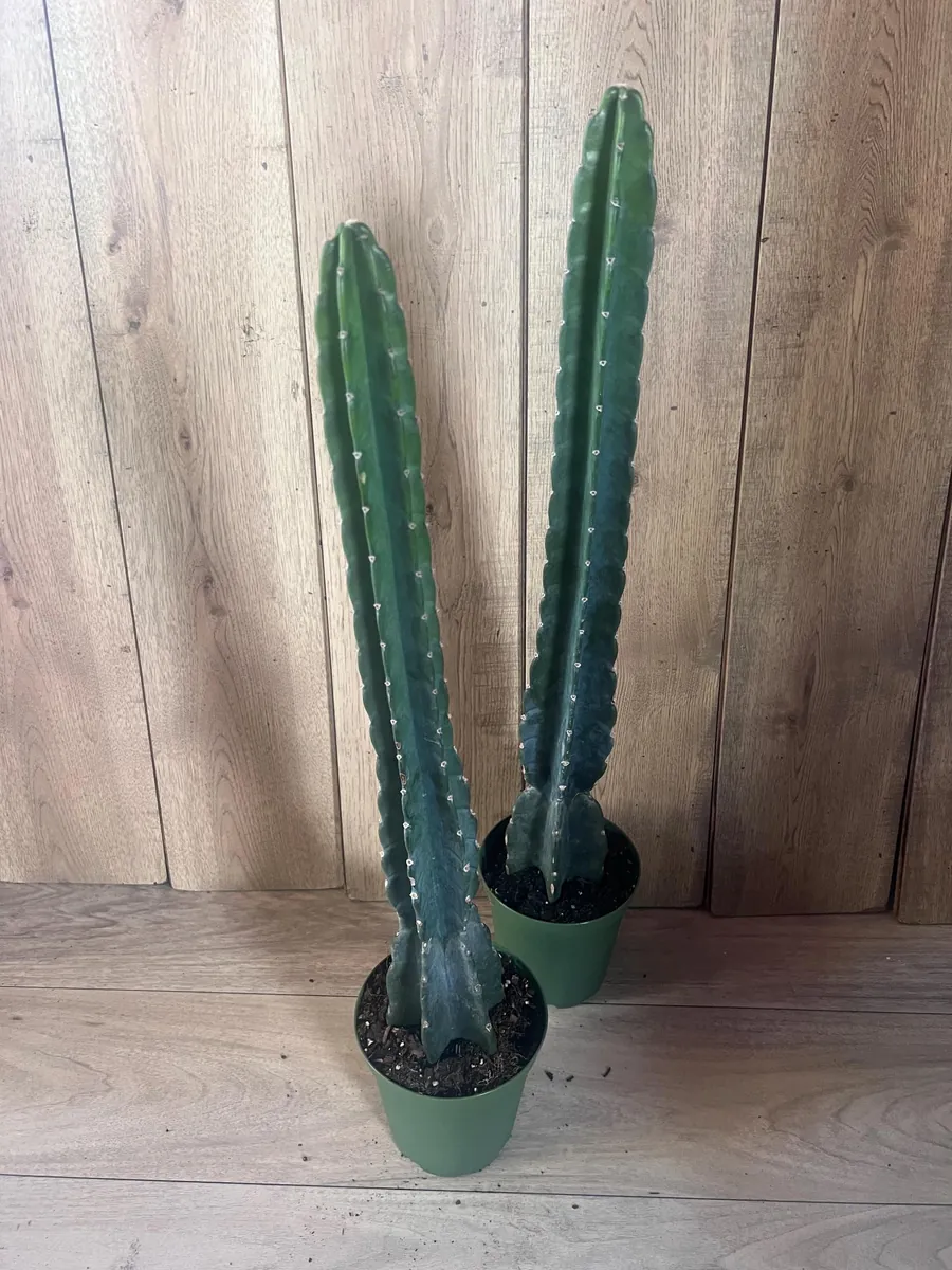 Cuddly Cactus Live Plant - Cereus Jamacaru - Spineless Columnar Cactus - Half Gallon Pot - Indoor/Outdoor - Image 1