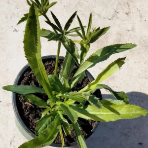 Culantro Herb Live Plant 5" Tall in 4" Pot - Culinary & Medicinal - Image 2