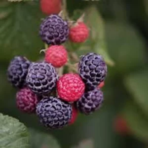Cumberland Black Raspberry Live Plant - 2 Year Old Fruit Cane - Image 1