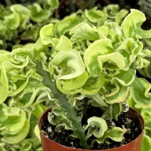 Curly Devil's Backbone Variegated Succulent Live Plant | 3 Inch Pot | Pedilanthus tithymaloides 'Nana Variegata' - Image 4