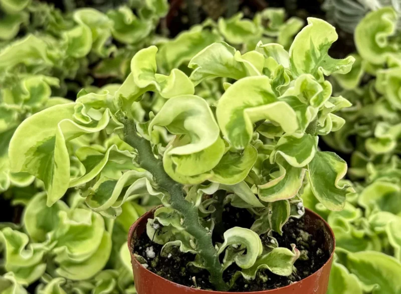 Curly Devil's Backbone Variegated Succulent Live Plant 3"