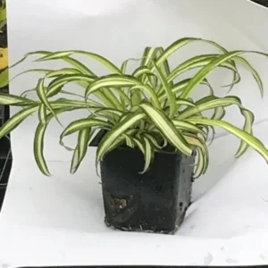 Curly Spider Plant 'Bonnie' Live Indoor Houseplant in 4-inch Pot – Easy Care - Image 2