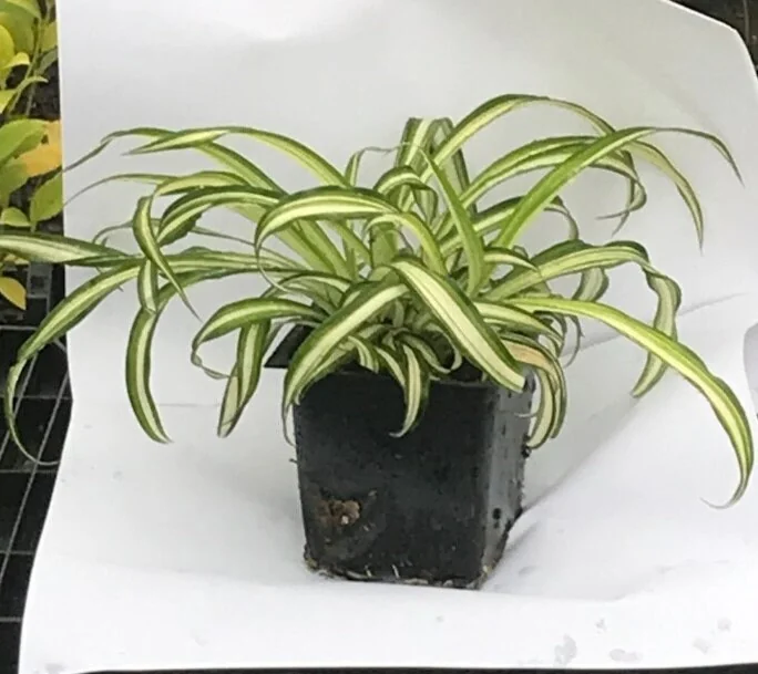 Curly Spider Plant 'Bonnie' Live Indoor Houseplant in 4-inch Pot – Easy Care - Image 2