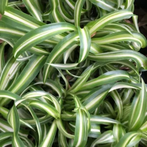 Curly Spider Plant 'Bonnie' Live Indoor Houseplant in 4-inch Pot – Easy Care - Image 1